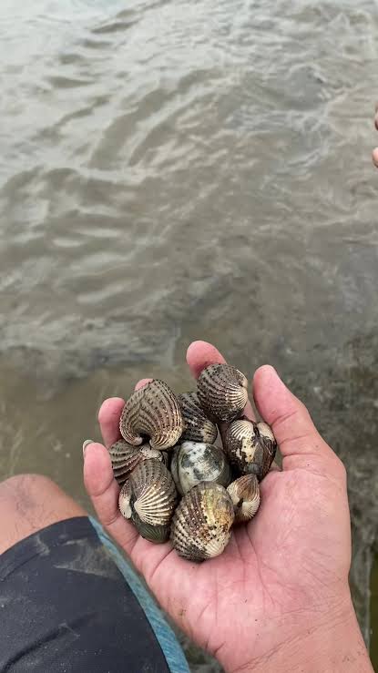 Mencari Kerang