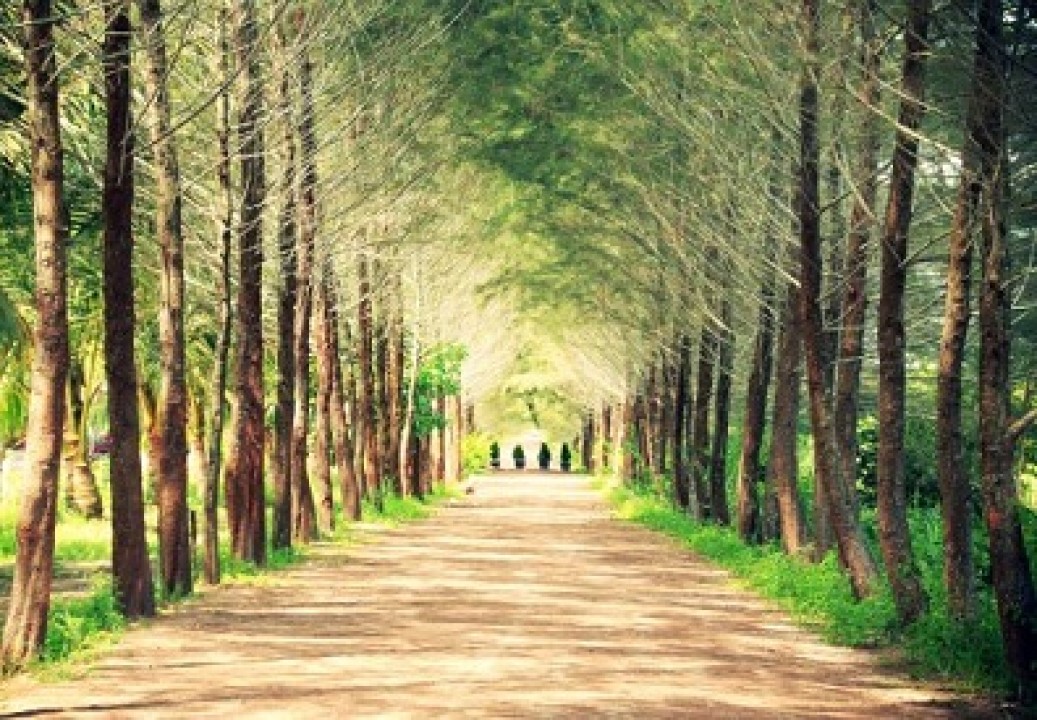 Bangka Botanical Garden (BBG)